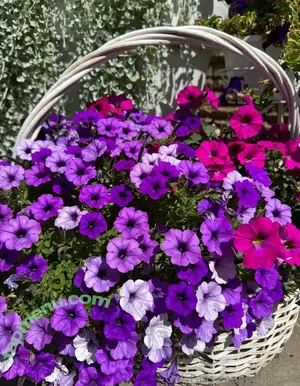 Minikrisss / Minikriss nude photo #0011