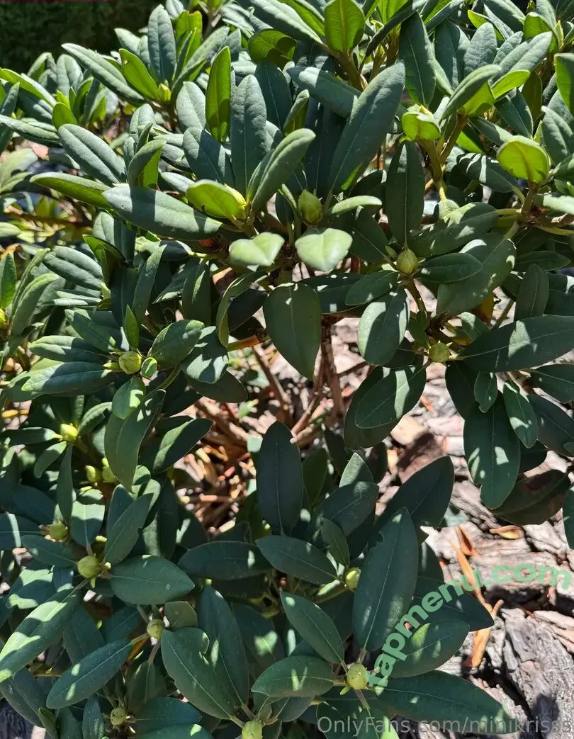 Minikrisss nude photo #0018 (Minikriss)