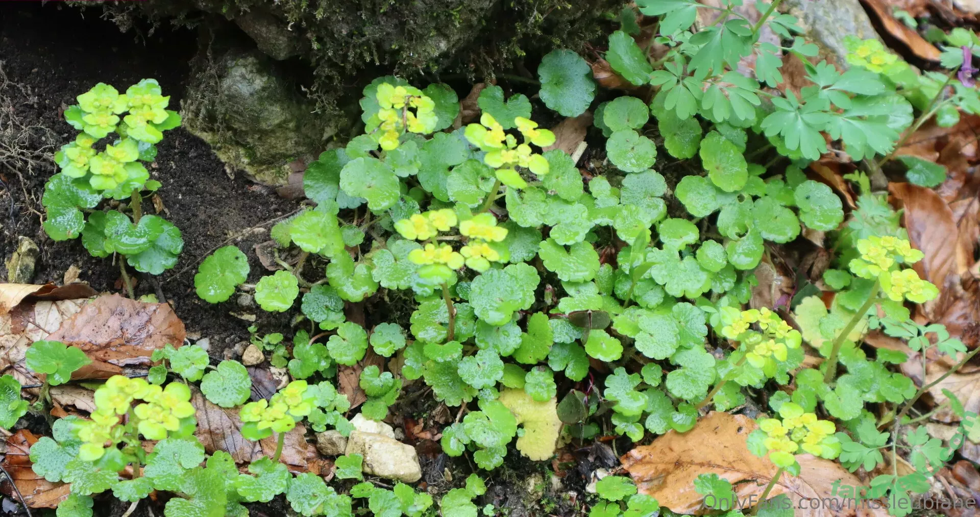 MissLetiBlane nude photo #0339 (LeticiaBlane / Letisia Blane / blaneleticia)