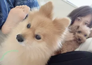 Miyabi Kugimachi / miyajyaga382 nude photo #0049