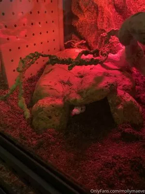 mollymaeve / mollymaeve_ / smtten_kitten nude photo #0006