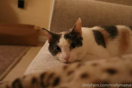 mollymaeve / mollymaeve_ / smtten_kitten nude photo #0021