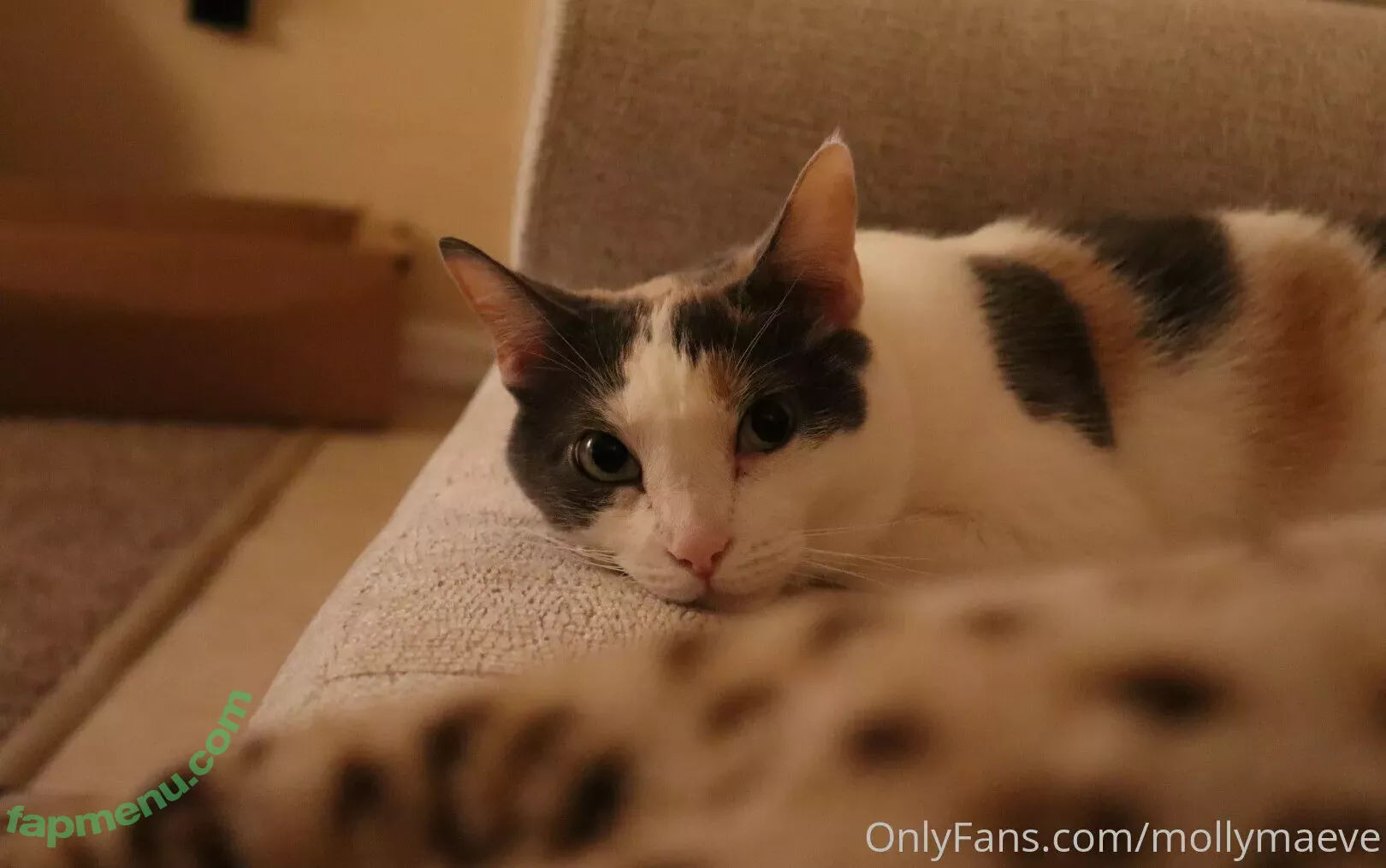 mollymaeve nude photo #0021 (mollymaeve_ / smtten_kitten)