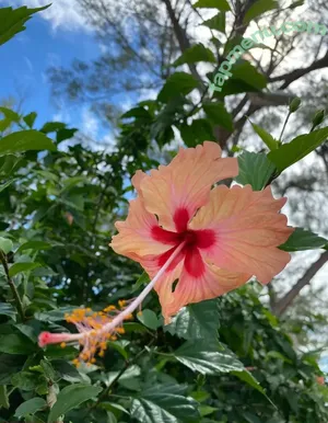 mollypills / hornyhiking nude photo #0132