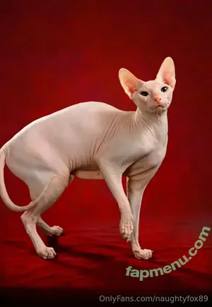 Naughtyfox89 / Sexylewdfox89 / Sexyredfox89 / yourfay89 nude photo #0035