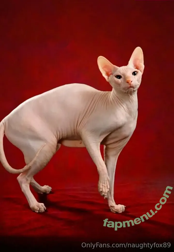 Naughtyfox89 nude photo #0035 (Sexylewdfox89 / Sexyredfox89 / yourfay89)