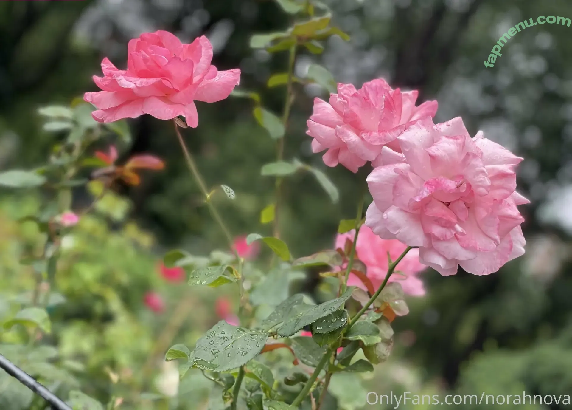 Norah Nova nude photo #0046 (norahnova / noranova_)