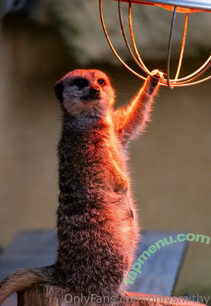 onlysmithy nude photo #0003 (simply_smithy)