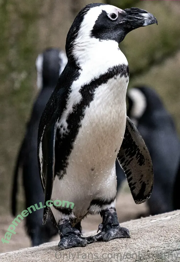 onlysmithy nude photo #0004 (simply_smithy)