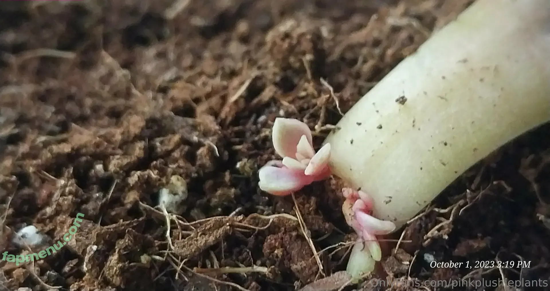 pinkplushieplants nude photo #0045 (plantsonpink)