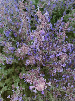 pottymouth_h / iampottymouth nude photo #0061