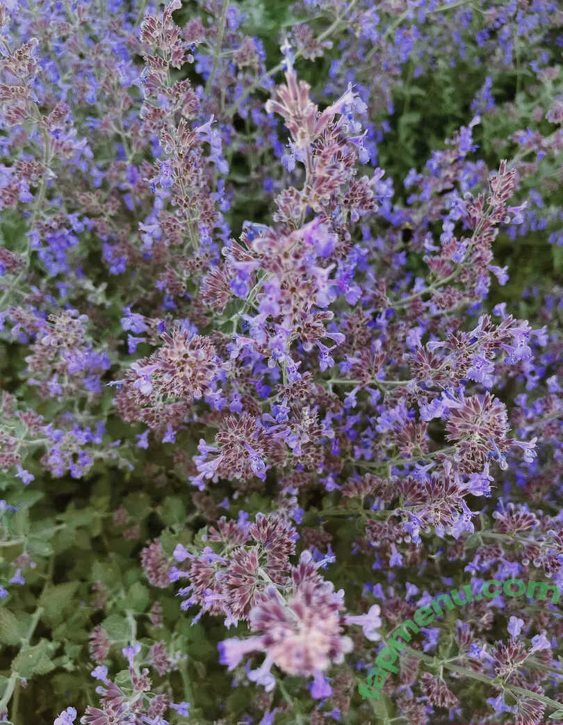 pottymouth_h nude photo #0061 (iampottymouth)