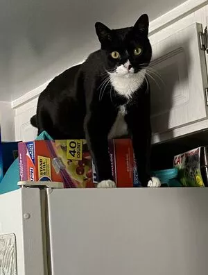 Princess Mary / maryyberrymentoss / princesslilmary nude photo #0014