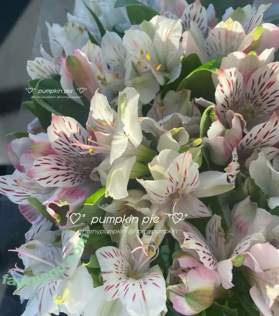 Pumpkin Pie nude photo #0392 (fairypie / ollwen / pumpkinpiepitbull)