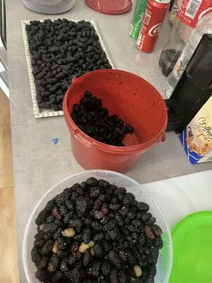 real_tiffany / real_tiffanytatum nude photo #0024