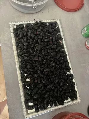 real_tiffany / real_tiffanytatum nude photo #0025