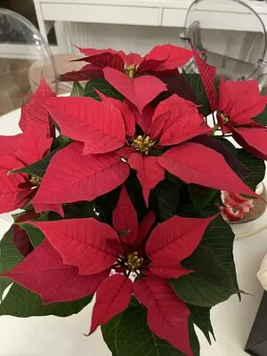 real_tiffany / real_tiffanytatum nude photo #0106