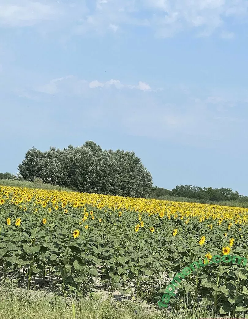 real_tiffany nude photo #0022 (real_tiffanytatum)