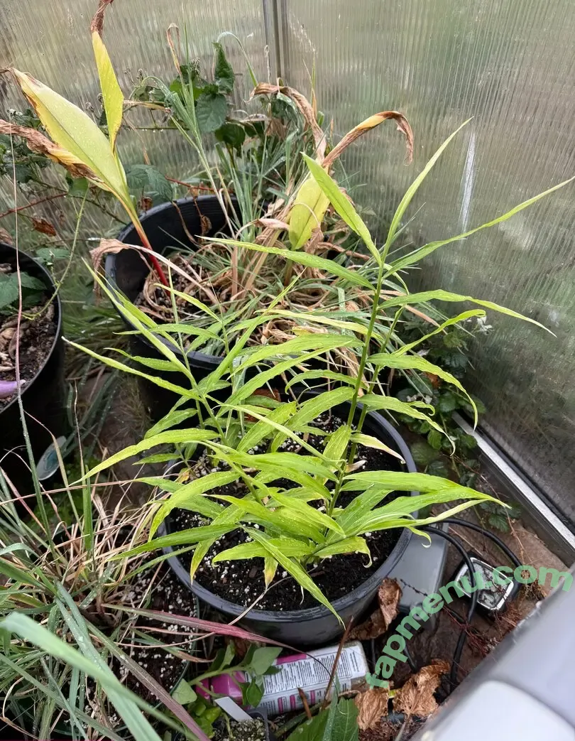 reneealeja nude photo #0003 (reneealeja)