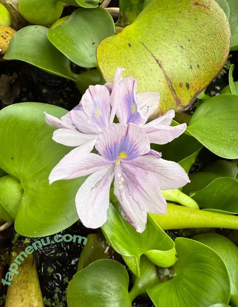 reneealeja nude photo #0004 (reneealeja)