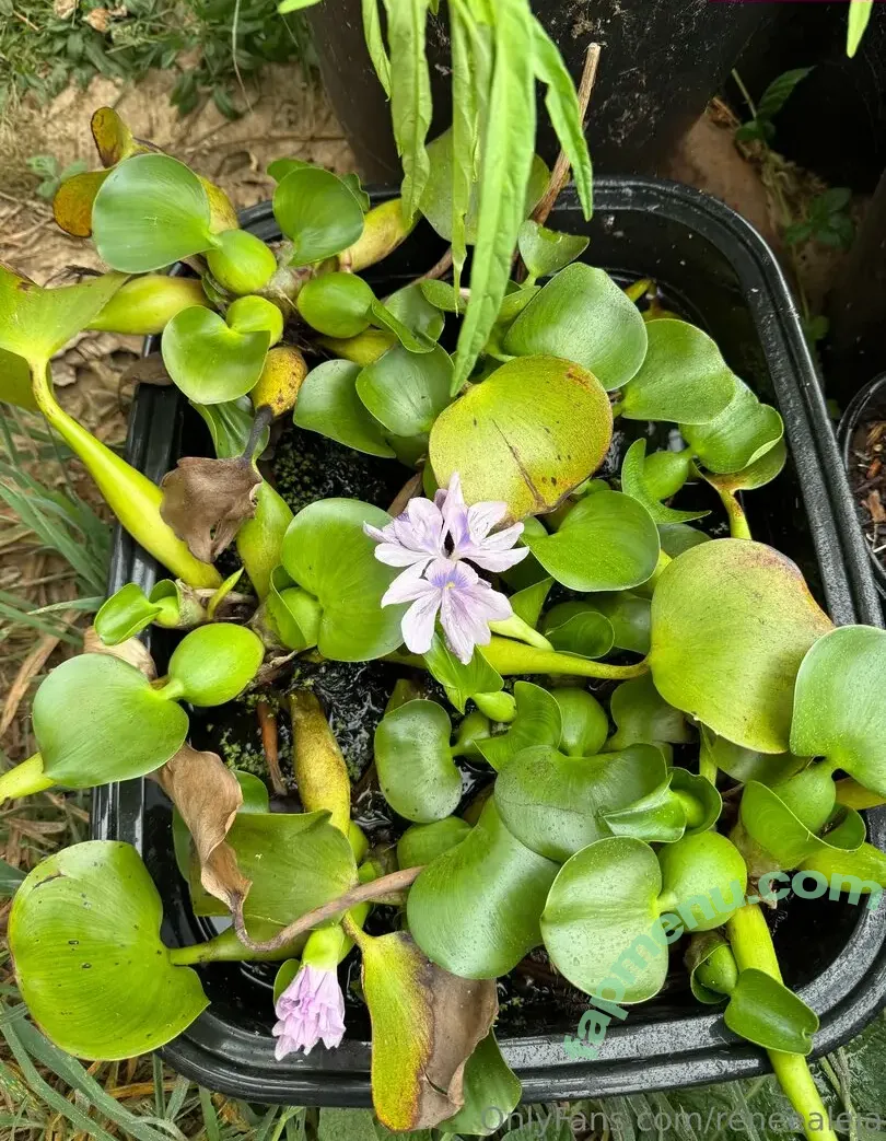 reneealeja nude photo #0005 (reneealeja)