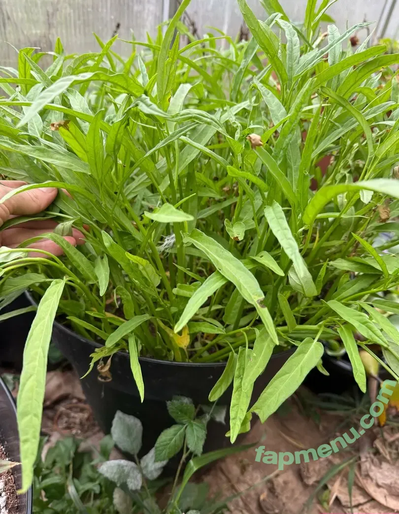 reneealeja nude photo #0006 (reneealeja)