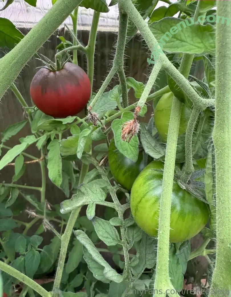 reneealeja nude photo #0008 (reneealeja)