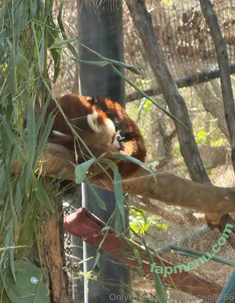 scarletwolf666 nude photo #0032 (scarletwolf666)