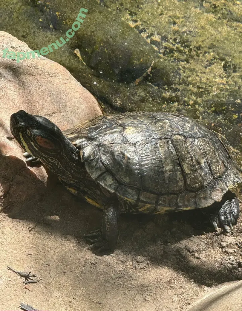 scarletwolf666 nude photo #0036 (scarletwolf666)