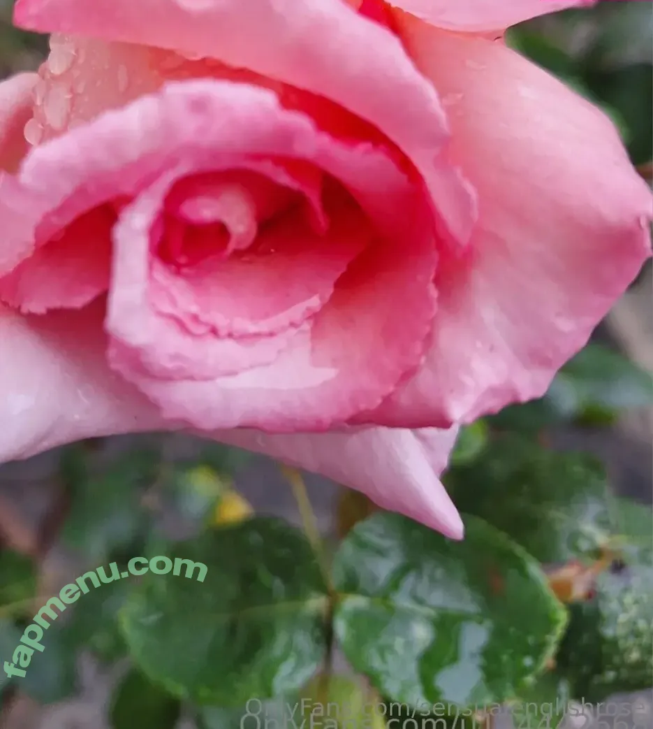 sensualenglishrose nude photo #0014 (_english.rose)