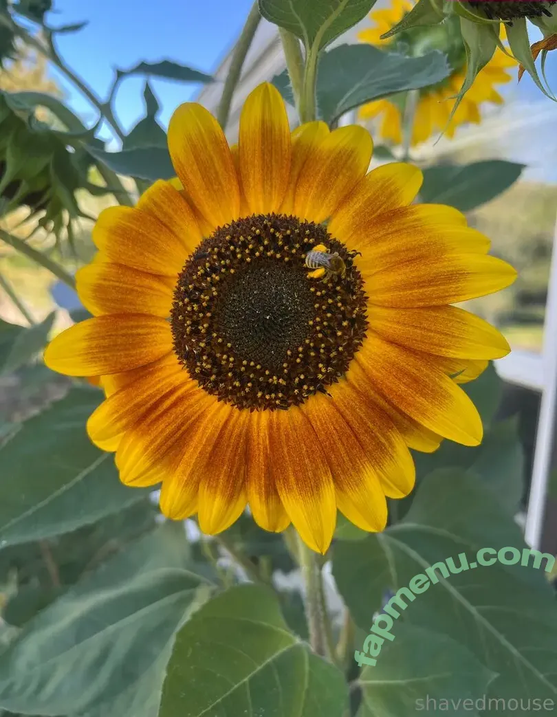 shavedmouse nude photo #0008 (shavedmouse)