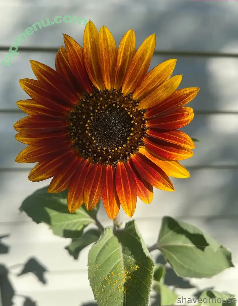 shavedmouse nude photo #0009 (shavedmouse)