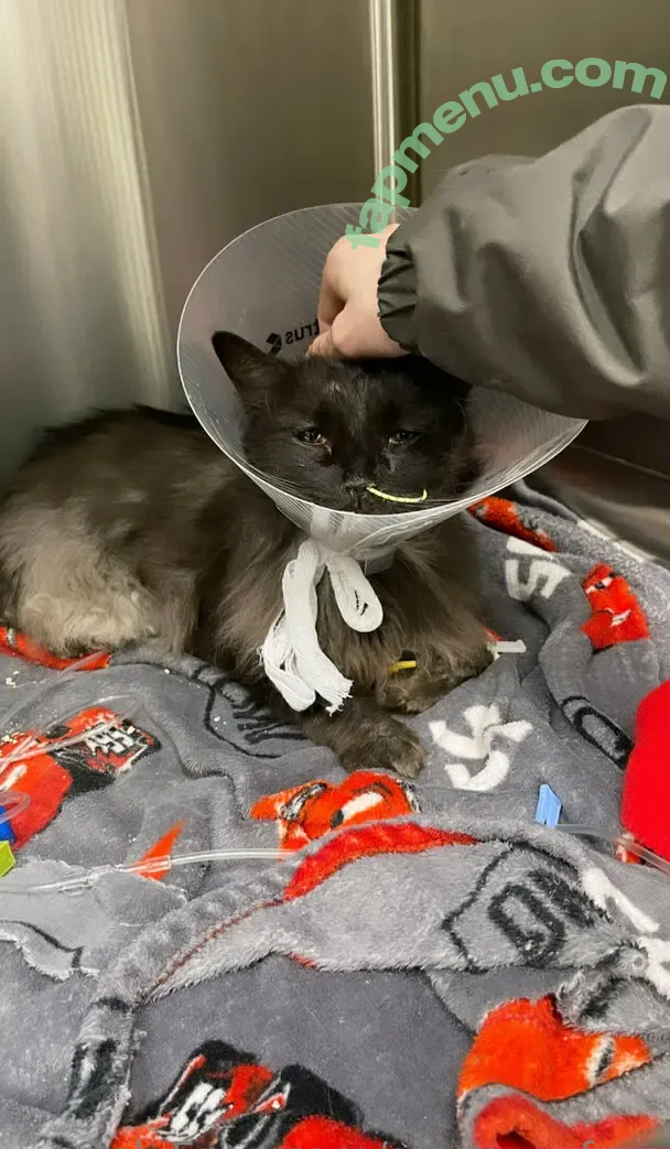 siegexxxfree nude photo #0020 (siegexxxfree)