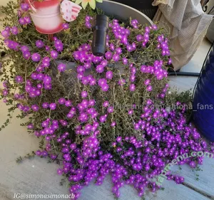 simona_fans / simona_fans_official_ nude photo #0008