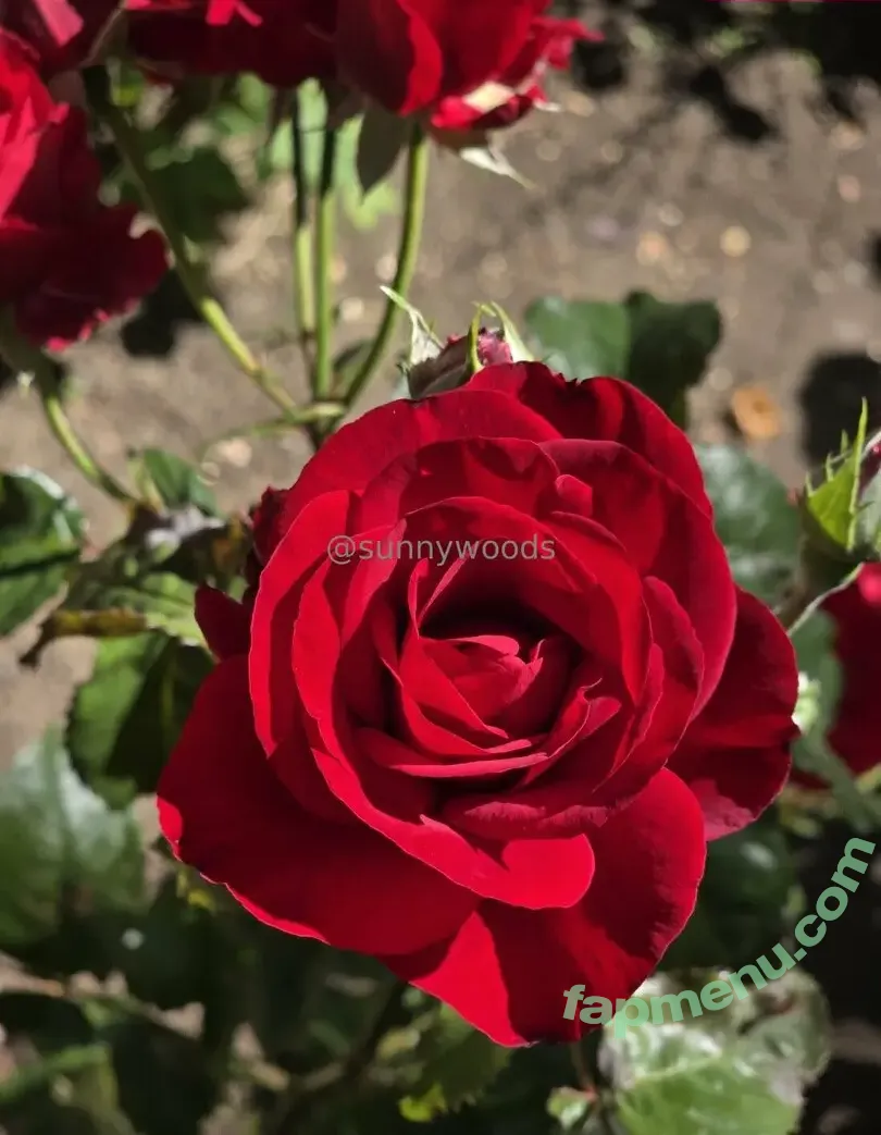 sunnywoods nude photo #0114 (sunnywoods_florist)