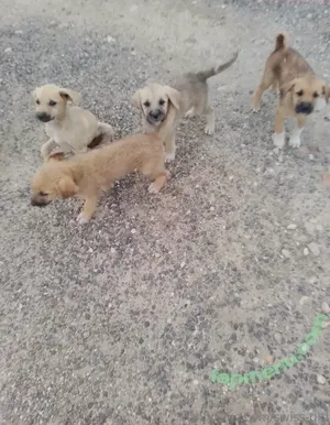 swiss-girl-vanessa / swissgirlvanessa nude photo #0056