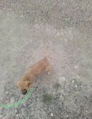 swiss-girl-vanessa / swissgirlvanessa nude photo #0057