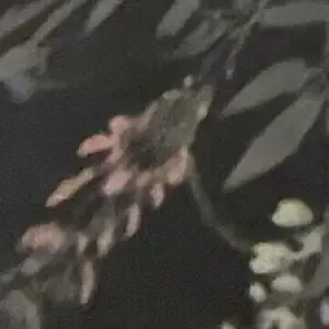 TaraTheWitch / Tara_the_witch nude photo #0054