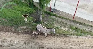 u223697746 / hesosoutheast nude photo #0028