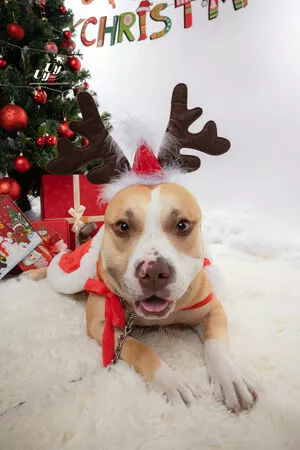 uyuy2907 / uyuychan2907 nude photo #2129