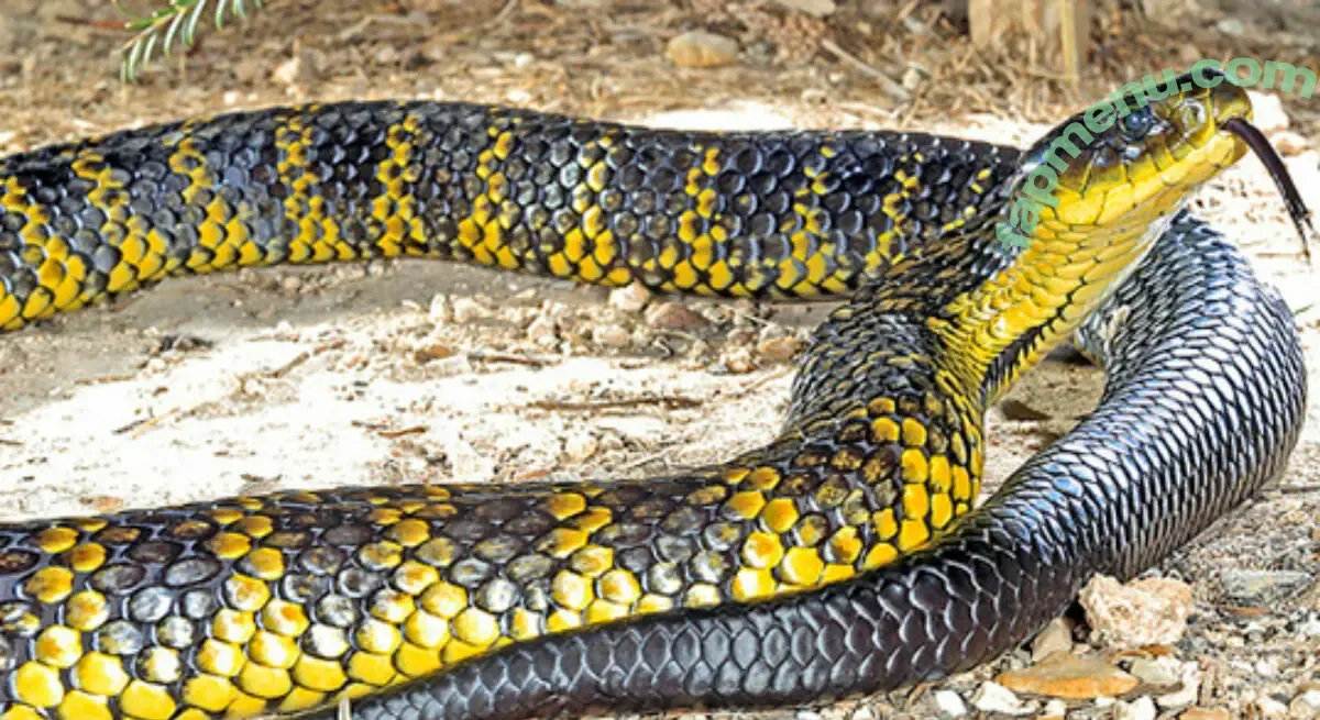 Venomous nude photo #0014 (Venomous)