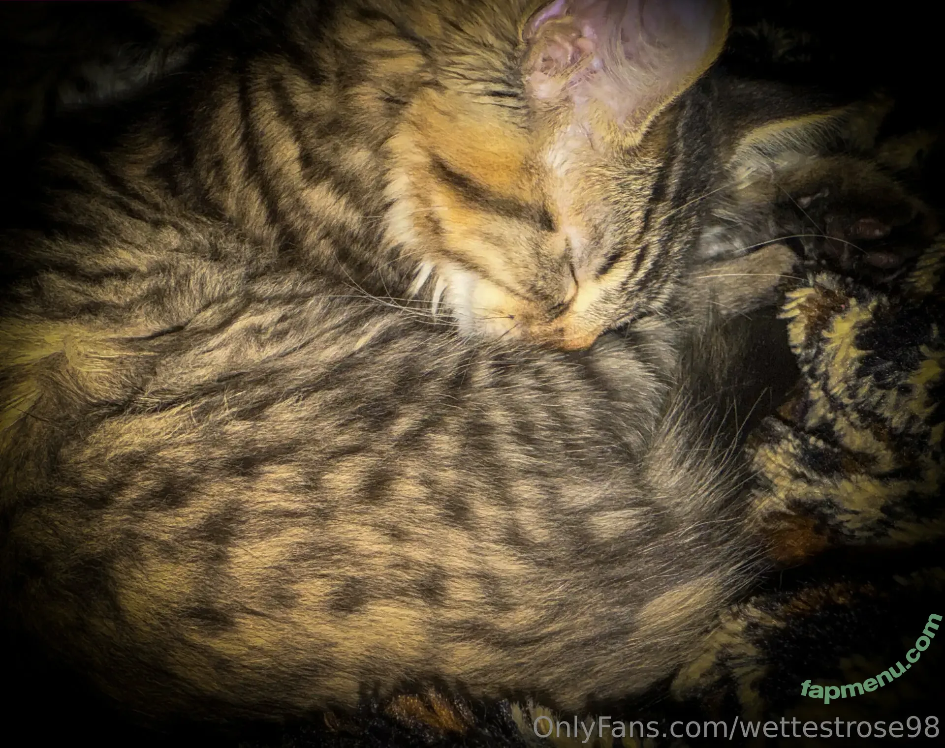 wettestrose98 nude photo #0009 (wettestrose98)