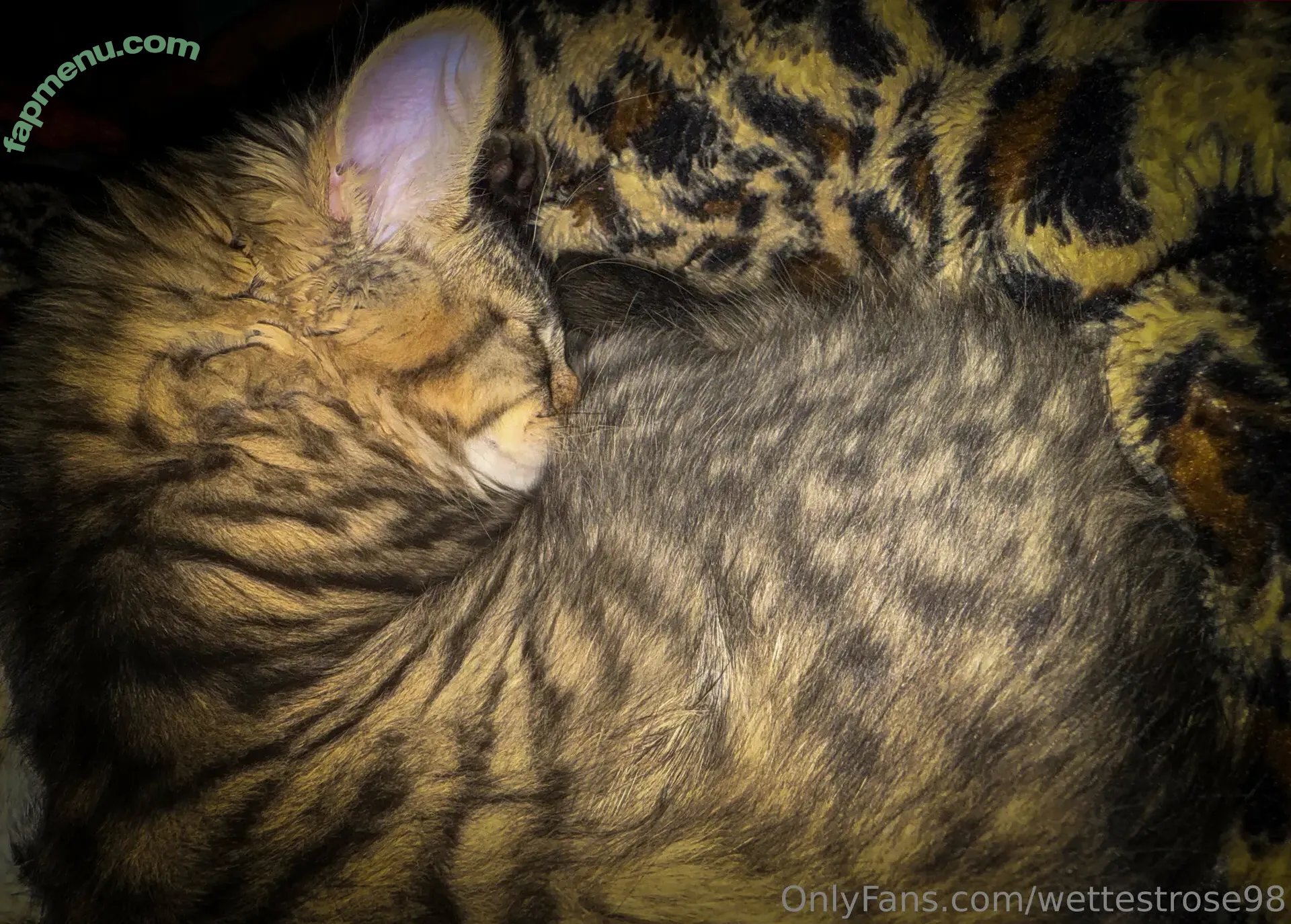 wettestrose98 nude photo #0010 (wettestrose98)