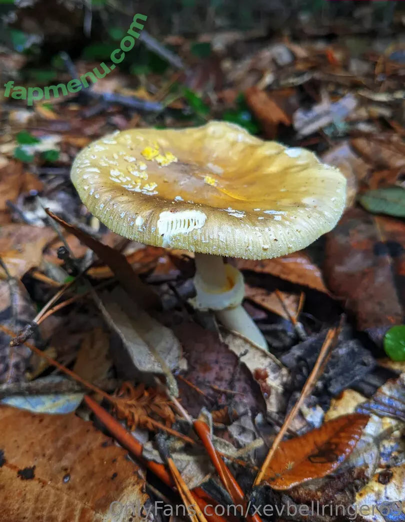 xevbellringer69 nude photo #0141 (xev_bellringer_official)