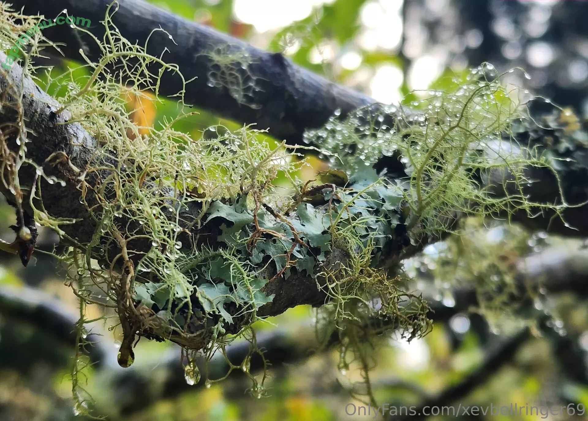 xevbellringer69 nude photo #0159 (xev_bellringer_official)