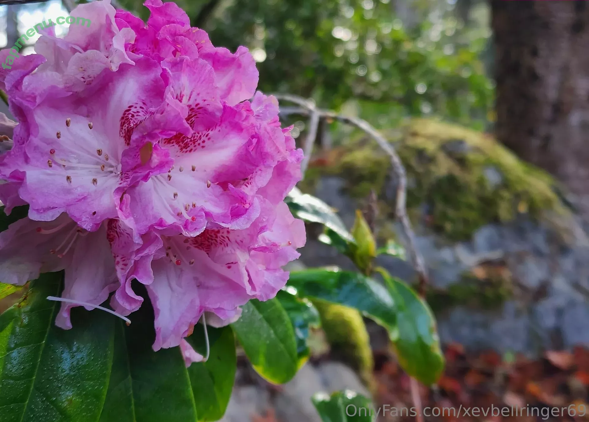 xevbellringer69 nude photo #0161 (xev_bellringer_official)