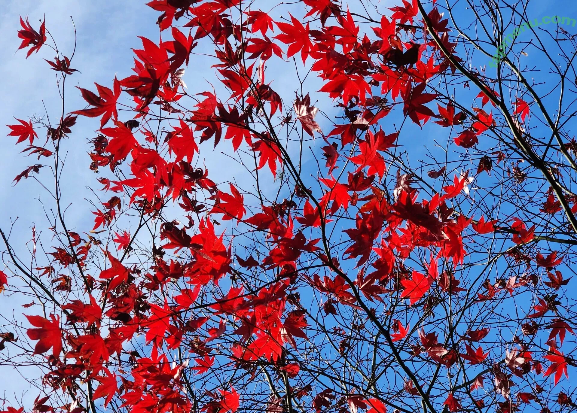 xevbellringer69 nude photo #0162 (xev_bellringer_official)