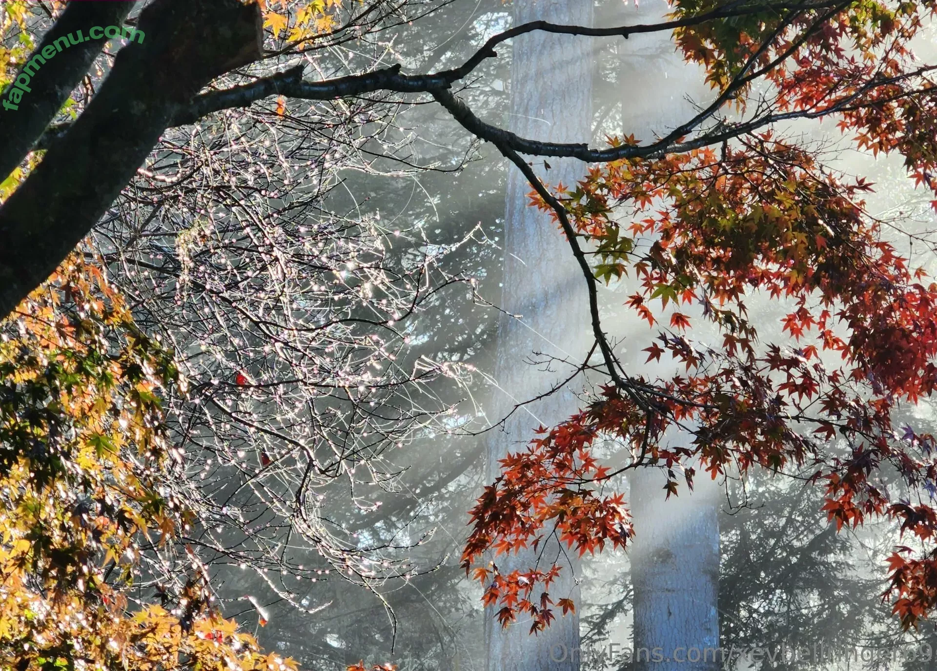 xevbellringer69 nude photo #0165 (xev_bellringer_official)