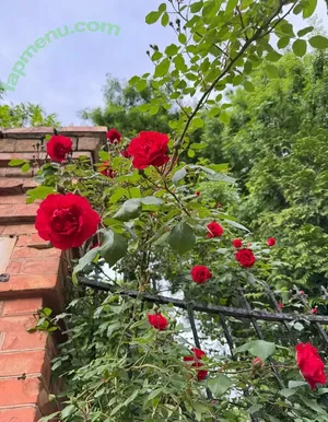 yumi_yumi_chan / yummy_yumi_chan nude photo #0033